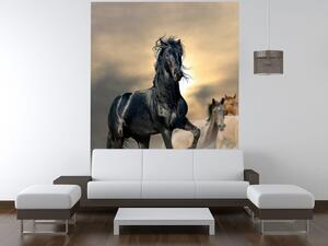 Gario Fototapeta Nádherný čierny kôň Veľkosť: 150 x 200 cm, Materiál: Latexová