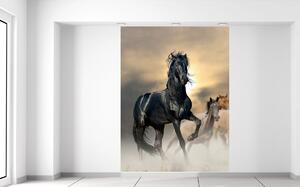 Fototapeta Nádherný čierny kôň Materiál: Samolepiaca, Veľkosť: 150 x 200 cm