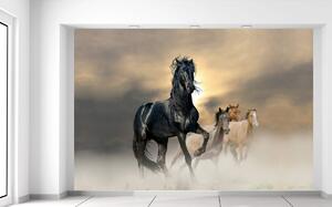 Fototapeta Nádherný čierny kôň Materiál: Samolepiaca, Veľkosť: 200 x 135 cm