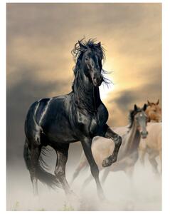 Fototapeta Nádherný čierny kôň Materiál: Samolepiaca, Rozmery: 110 x 200 cm