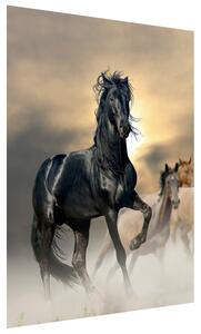 Gario Fototapeta Nádherný čierny kôň Veľkosť: 150 x 200 cm, Materiál: Latexová