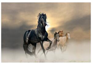 Fototapeta Nádherný čierny kôň Materiál: Samolepiaca, Rozmery: 200 x 150 cm