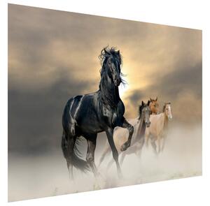 Fototapeta Nádherný čierny kôň Materiál: Samolepiaca, Rozmery: 110 x 200 cm