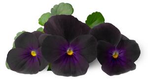Véritable Lingot so semenami sirôtok čiernych, pre inteligentné kvetináče VLIN-F5-Pen059