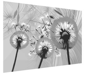 Gario Fototapeta Čiernobiele púpavy Veľkosť: 402 x 240 cm, Materiál: Latexová