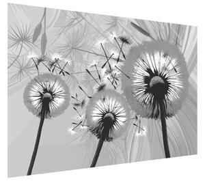 Gario Fototapeta Čiernobiele púpavy Veľkosť: 268 x 100 cm, Materiál: Latexová