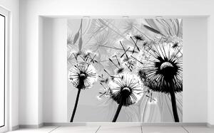 Fototapeta Krásne čiernobiele púpavy Materiál: Samolepiaca, Veľkosť: 268 x 240 cm