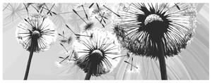 Gario Fototapeta Krásne čiernobiele púpavy Veľkosť: 150 x 200 cm, Materiál: Latexová