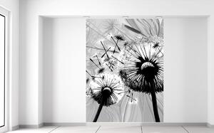 Gario Fototapeta Krásne čiernobiele púpavy Veľkosť: 150 x 200 cm, Materiál: Latexová