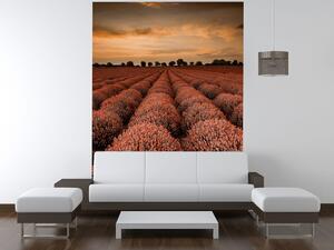 Gario Fototapeta Oranžová krajina levandule Veľkosť: 150 x 200 cm, Materiál: Latexová