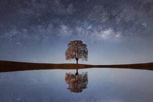 Fototapeta hviezdna obloha nad osamelým stromom