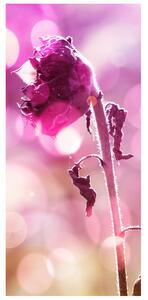 Fototapeta na dvere Zvädnutý kvet Materiál: Samolepiaca, Rozmery: 95 x 205 cm