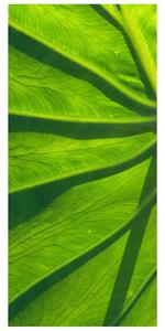 Fototapeta na dvere Zelený list Materiál: Samolepiaca, Rozmery: 95 x 205 cm