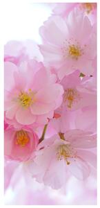 Gario Fototapeta na dvere Ružové kvety višne Veľkosť: 95 x 205 cm, Materiál: Samolepiaca