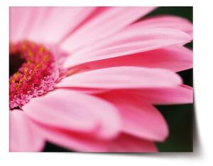 Sablio Plagát Ružová gerbera - 60x40 cm