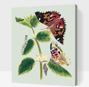 Gario Maľovanie podľa čísel Vintage motýle I Veľkosť: 40 x 50 cm, Rámovanie: Bez vnútorného rámu