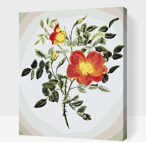 Gario Maľovanie podľa čísel Vintage kvety VI Veľkosť: 40 x 50 cm, Rámovanie: Bez vnútorného rámu