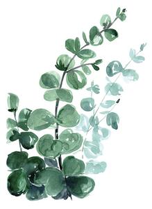 Plagát, Obraz - Blursbyai - Watercolour eucalyptus, (40 x 60 cm)