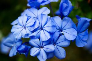 Fototapeta divoké modré kvety