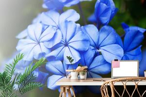 Fototapeta divoké modré kvety