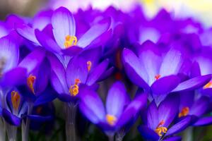 Fototapeta kvitnúci fialový šafrán
