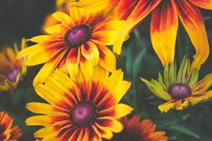 Fototapeta dvojfarebné kvety