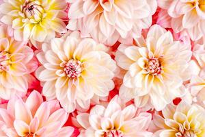 Fototapeta pastelové kvety dálie