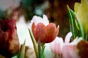Tapeta lúka tulipánov v retro štýle