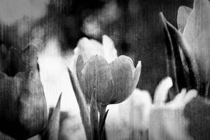 Samolepiaca tapeta čiernobiele tulipány v retro štýle
