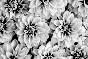 Samolepiaca fototapeta kvety dálie v čiernobielom prevedení