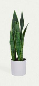 SANSEVIERIA umelý kvet