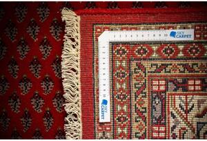 Vlnený koberec Leetschi ASS Červený 2,00 x 3,00 m