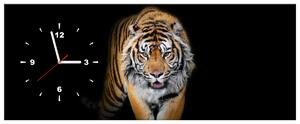 Obraz s hodinami Silný tiger Rozmery: 40 x 40 cm