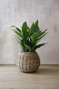 Prírodný kôš na rastliny PALLA, ratan, priemer 55 cm, natur