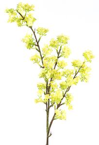 Prunus žltá