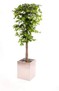 ArtTree s.r.o. Fikus zelený klasik 160 cm