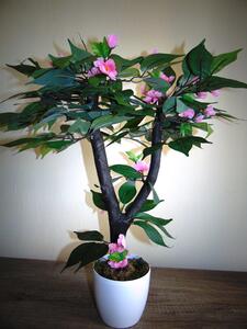 Kvitnúci bonsaj ružový