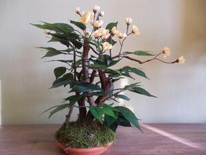 Kvitnúci bonsaj žltý 50cm