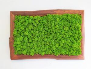 Machový obraz s masívnym dreveným rámom 50cm x 75cm