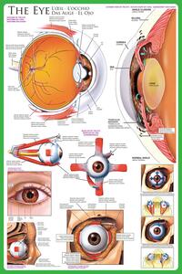 Plagát, Obraz - The eye