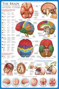 Plagát, Obraz - The brain
