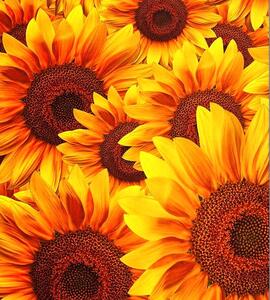 Vliesové fototapety, rozmer 225 cm x 250 cm, kvety slnečnic, DIMEX MS-3-0129