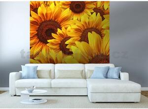 Vliesové fototapety, rozmer 225 cm x 250 cm, kvety slnečnic, DIMEX MS-3-0129