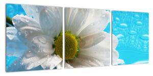Obraz kvetu margaréty (Obraz 90x30cm)