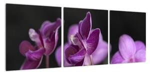 Obraz kvetov (Obraz 90x30cm)