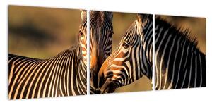 Obraz - zebry (Obraz 90x30cm)