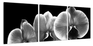 Čiernobiely obraz - orchidea (Obraz 90x30cm)
