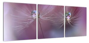 Obraz - kvet s kvapkami vody (Obraz 90x30cm)