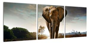 Obraz kráčajúceho slona (Obraz 90x30cm)