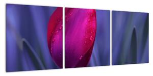Obraz - tulipán (Obraz 90x30cm)